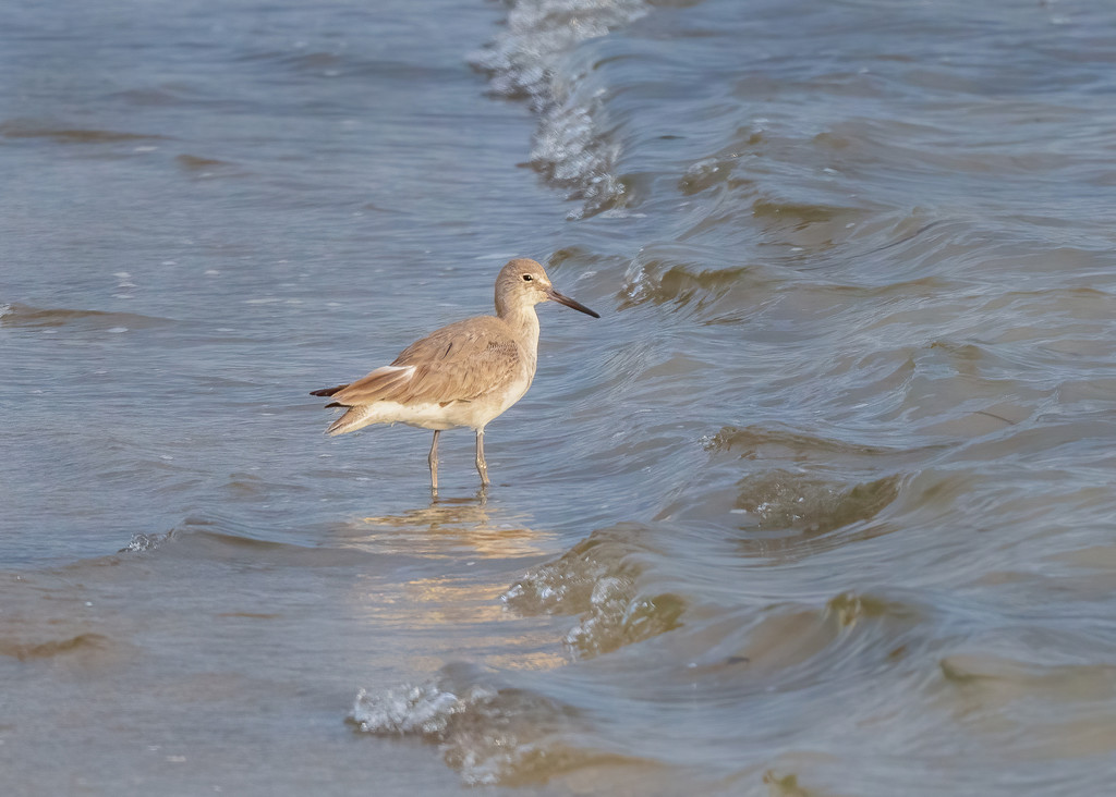 Willet in the surf by nicoleweg