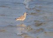 22nd Mar 2021 - Willet in the surf