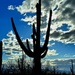 Saguaro Silhouette by harbie
