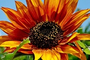 23rd Mar 2021 - sunflower in orange