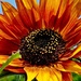 sunflower in orange by quietpurplehaze