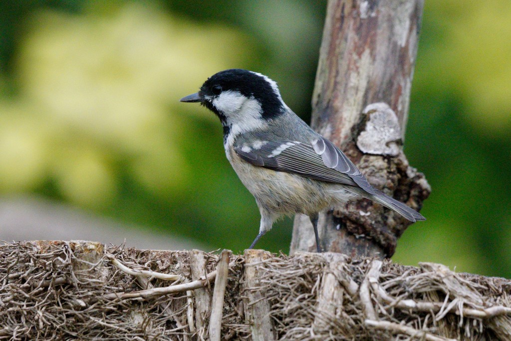 COAL TIT- ID GUIDE by markp