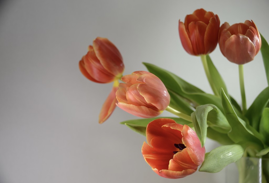 23. Tulips 2 by wakelys