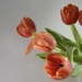 23. Tulips 2 by wakelys