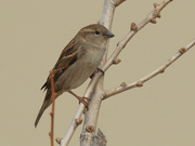 16th Mar 2021 - female house sparrow