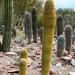 Golden saguaro by blueberry1222