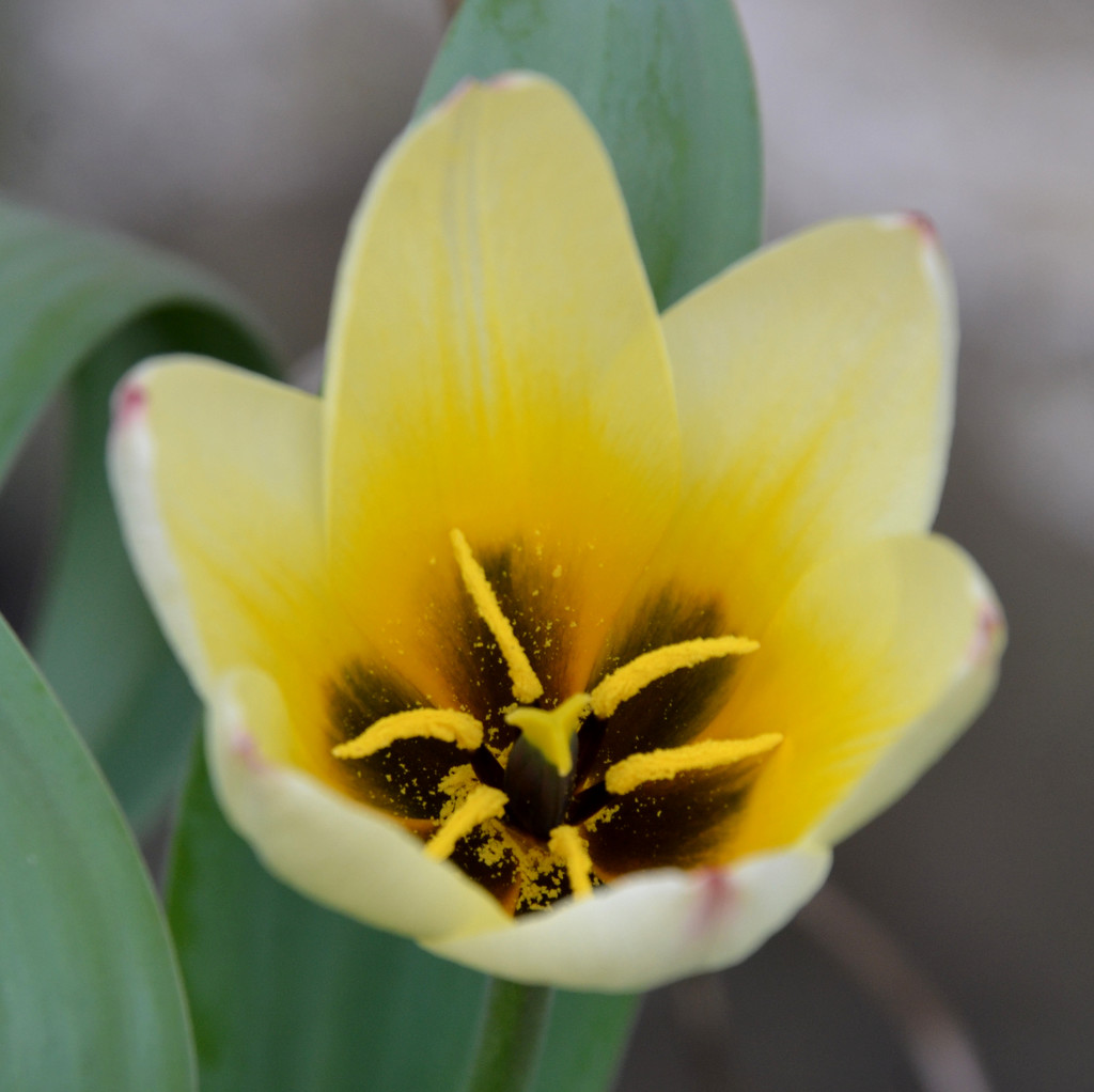 Tulip Flower by arkensiel