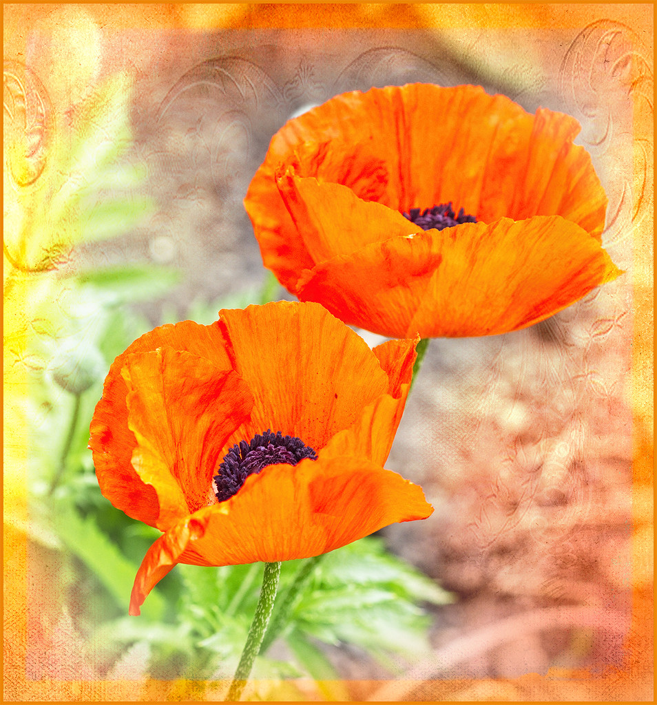 Orange Poppies by gardencat