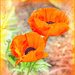 Orange Poppies by gardencat