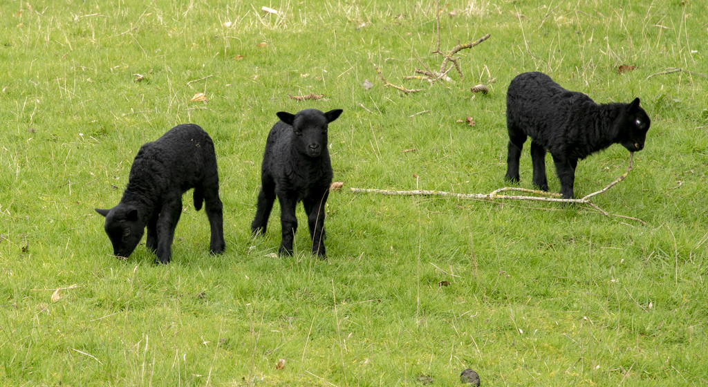 The black sheep of the family by clivee