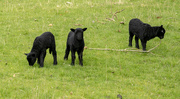 22nd Mar 2021 - The black sheep of the family