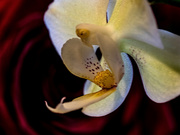 23rd Mar 2021 - Orchid and Rose