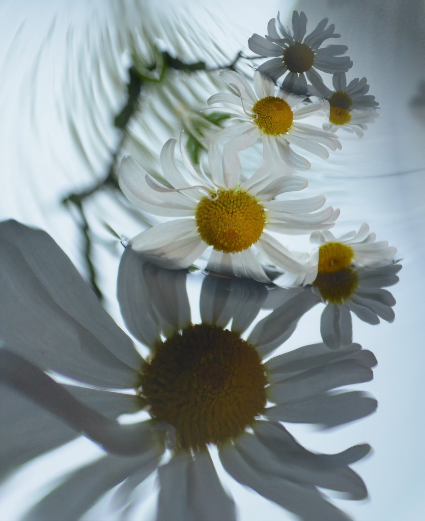 White daisies........... by ziggy77