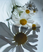 23rd Mar 2021 - White daisies...........