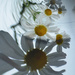 White daisies........... by ziggy77