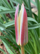23rd Mar 2021 - Tulip 'Ice Stick'