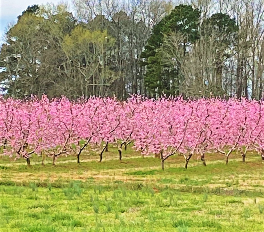 Peach Orchard by peggysirk