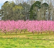 23rd Mar 2021 - Peach Orchard