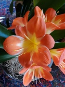 23rd Mar 2021 - Orange flower