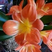 Orange flower by jb030958
