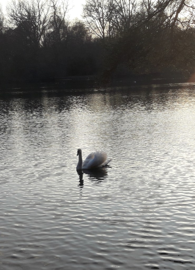 Swan by carleenparker