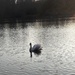 Swan by carleenparker