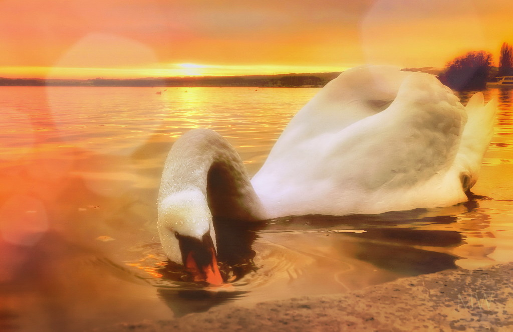 2021-03-23 sunset with mute swan by mona65