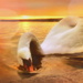 2021-03-23 sunset with mute swan by mona65