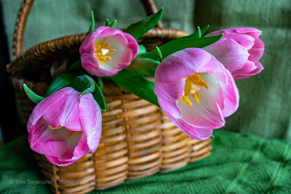 Basket and Tulips  by theredcamera