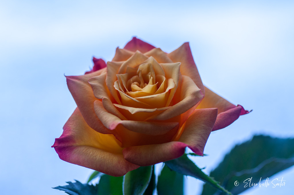 Two-tone rose by elisasaeter
