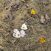 Some crocuses by bruni