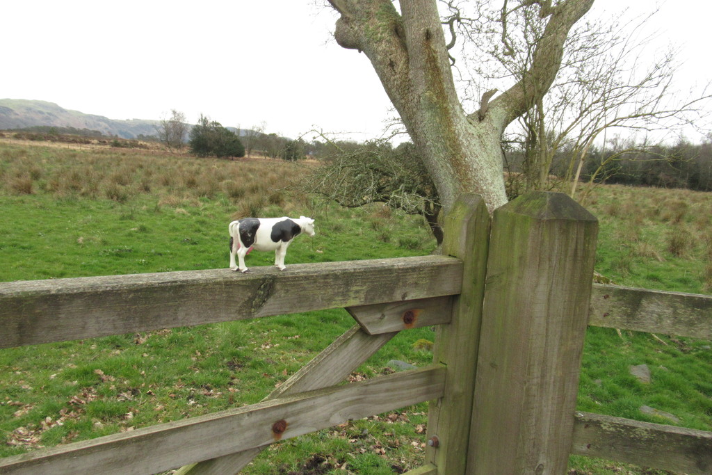 cow and gate by anniesue