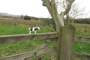 23rd Mar 2021 - cow and gate