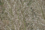 23rd Mar 2021 - pussy willows