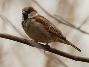 23rd Mar 2021 - male house sparrow 