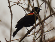23rd Mar 2021 - red-winged blackbird
