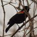 red-winged blackbird by rminer