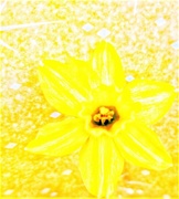 24th Mar 2021 - A Bit of Yellow Sunshine 