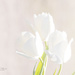 Tulips in High Key? by lynne5477