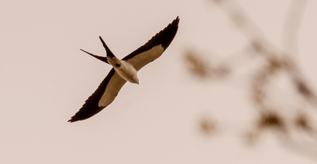 Swallowtail Kite! by rickster549