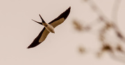 23rd Mar 2021 - Swallowtail Kite!