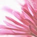 Pink Petals by lynnz