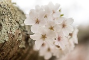 23rd Mar 2021 - Lichen and the Cherry Blossom
