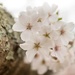 Lichen and the Cherry Blossom by darylo