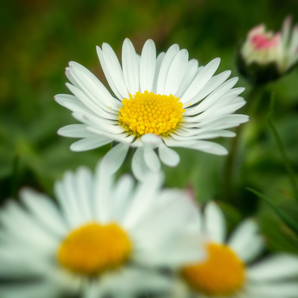 Wild daisies by cdcook48