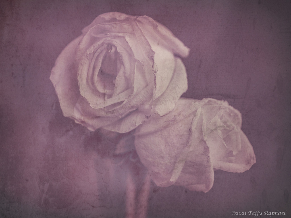 Roses in Color Monochrome by taffy