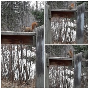 23rd Mar 2021 - I Went A Little Squirrely