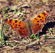 23rd Mar 2021 - Orange Butterfly