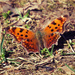 Orange Butterfly by mzzhope