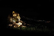24th Mar 2021 - Cheetah